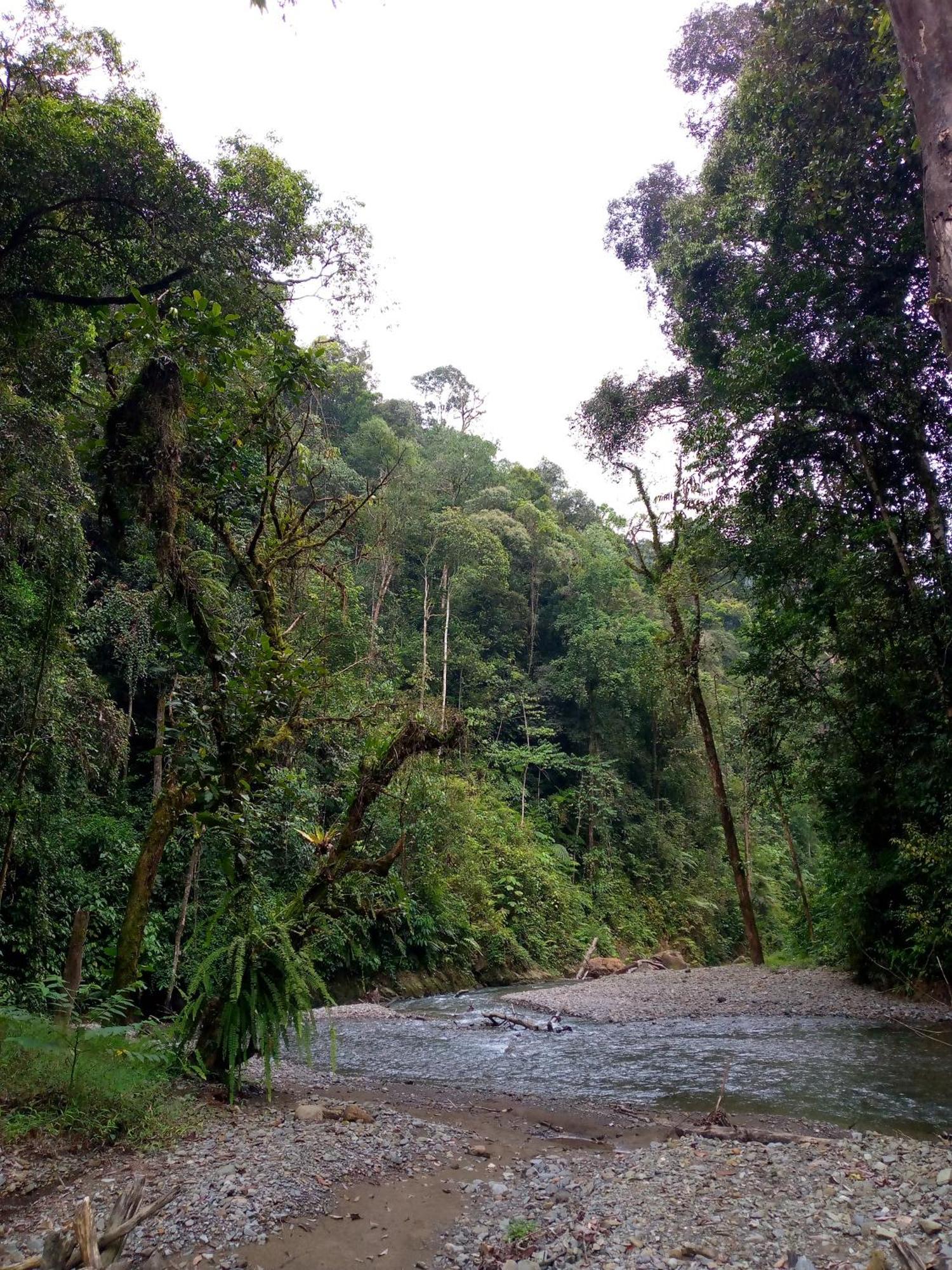 Asim Paris Guesthouse & Jungle Trekking Bukit Lawang Zewnętrze zdjęcie