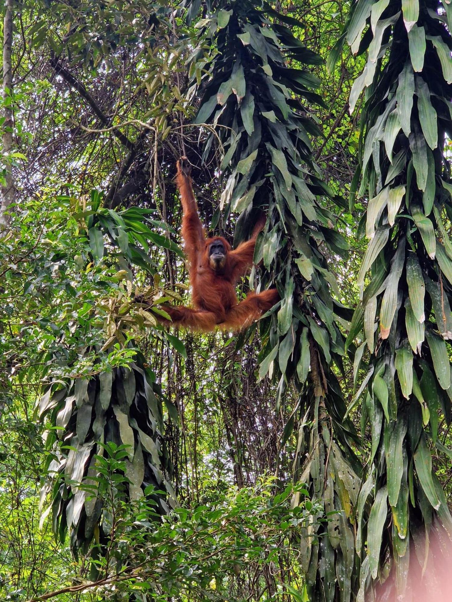 Asim Paris Guesthouse & Jungle Trekking Bukit Lawang Zewnętrze zdjęcie